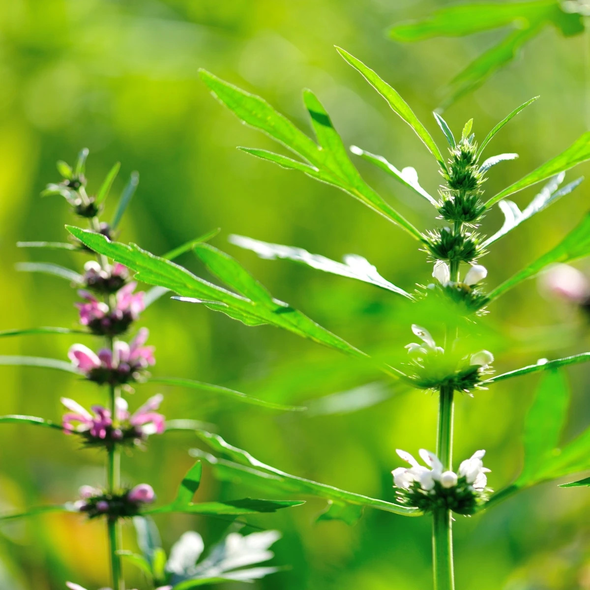 Srdcovník sibírsky - Leonurus sibiricus - semená - 50 ks