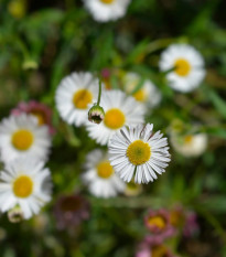Turan Karwinského Profusion - Erigeron karvinskianus - semená - 50 ks