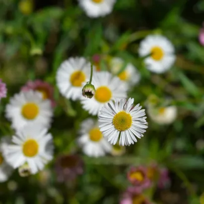 Turan Karwinského Profusion - Erigeron karvinskianus - semená - 50 ks