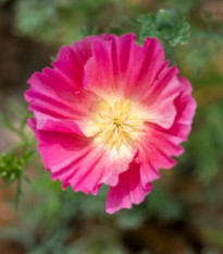 Slncovka kalifornská plnokvetá ružová - Eschscholzia californica - semená - 150 ks