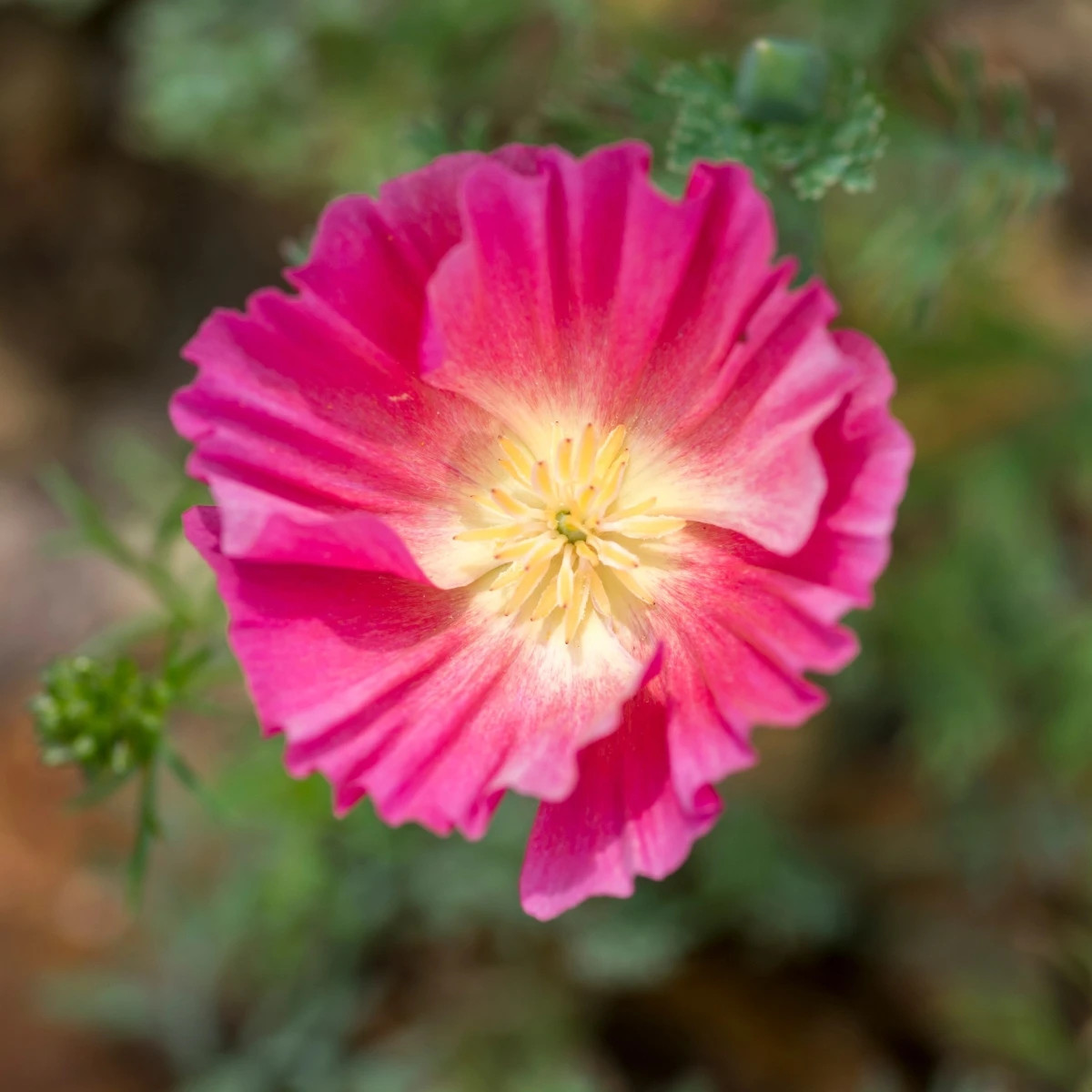 Slncovka kalifornská plnokvetá ružová - Eschscholzia californica - semená - 150 ks
