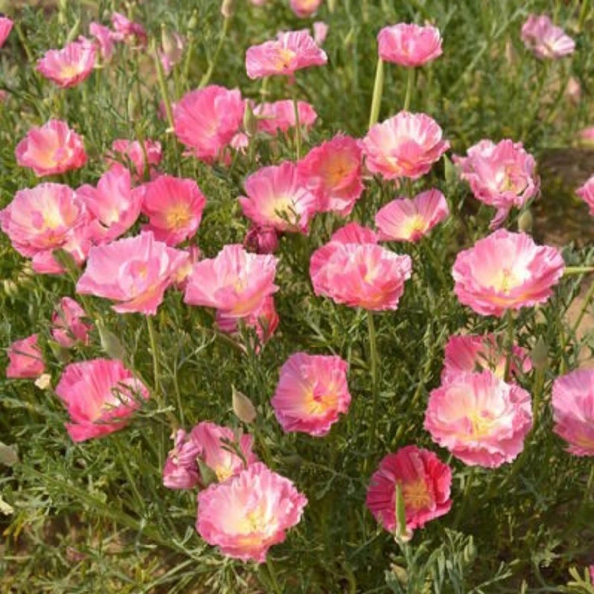Slncovka kalifornská plnokvetá ružová - Eschscholzia californica - semená - 150 ks