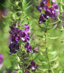 Angelónia úzkolistá Serenita purple - Angelonia serenita - semená - 6 ks
