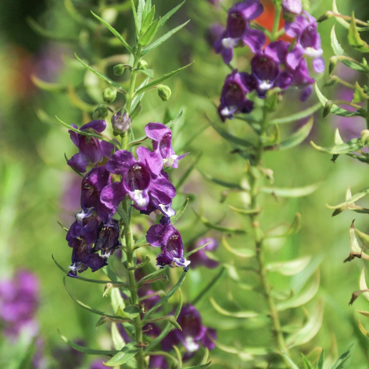 Angelónia úzkolistá Serenita purple - Angelonia serenita - semená - 6 ks