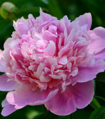 Pivónia Dr. Alex Flamming - Paeonia lactiflora - cibuľoviny - 1 ks