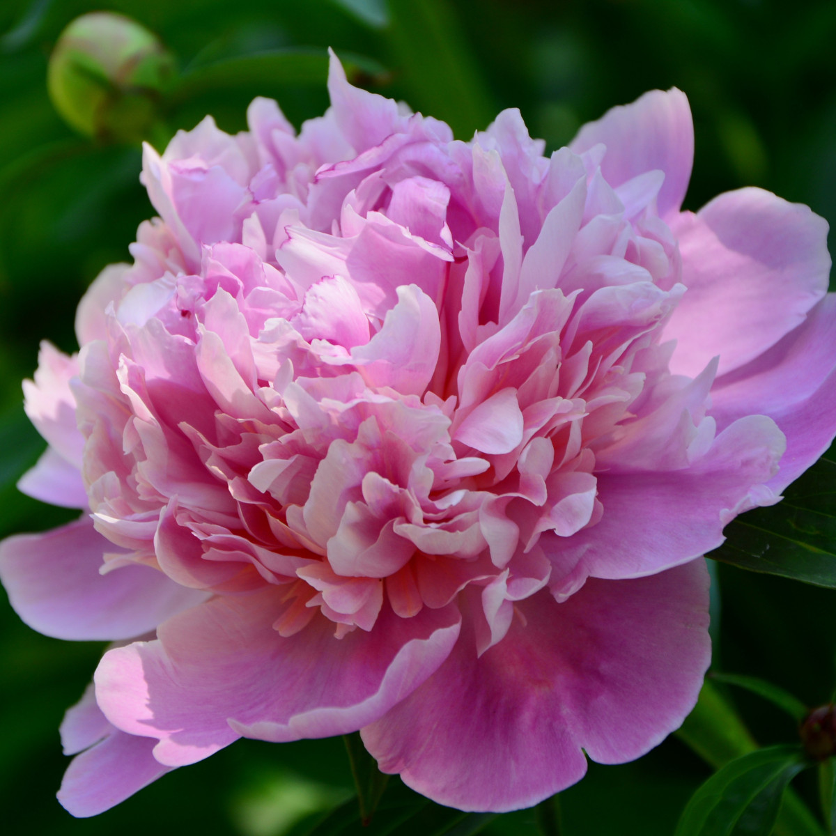 Pivónia Dr. Alex Flamming - Paeonia lactiflora - cibuľoviny - 1 ks