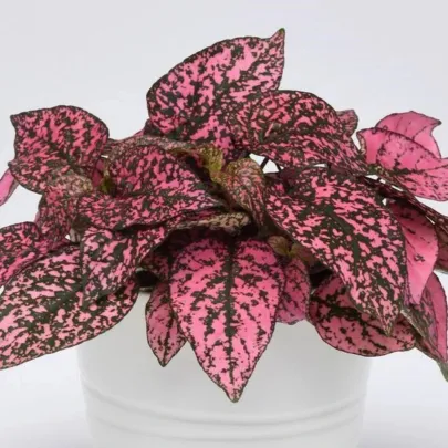 Podrastovka listoklasá Splash Select Rose - Hypoestes - semená - 30 ks