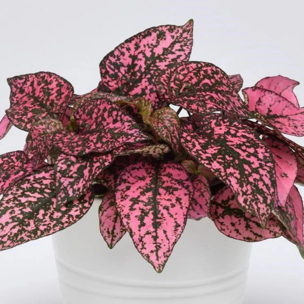 Podrastovka listoklasá Splash Select Rose - Hypoestes - semená - 30 ks