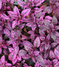 Podrastovka listoklasá Splash Select Rose - Hypoestes - semená - 30 ks