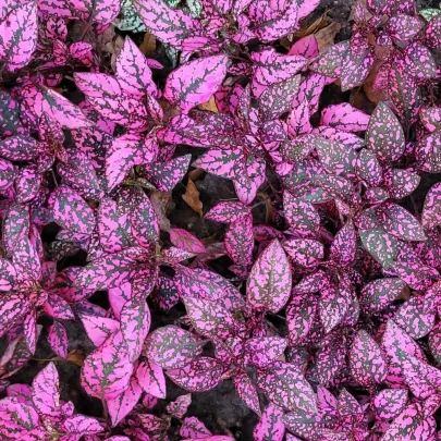 Podrastovka listoklasá Splash Select Rose - Hypoestes - semená - 30 ks