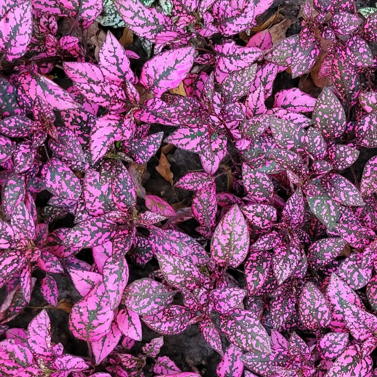 Podrastovka listoklasá Splash Select Rose - Hypoestes - semená - 30 ks