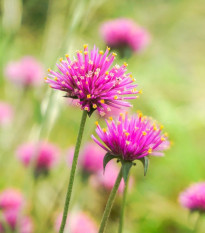 Gomfréna Fireworks - Gomphrena pulchella - semená - 20 ks