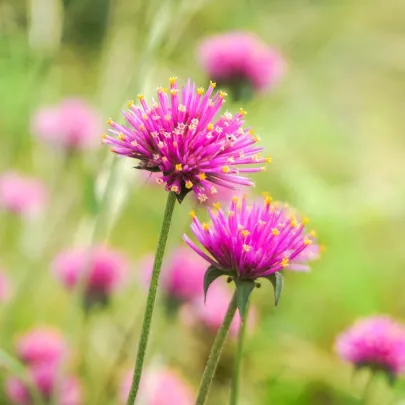 Gomfréna Fireworks - Gomphrena pulchella - semená - 20 ks