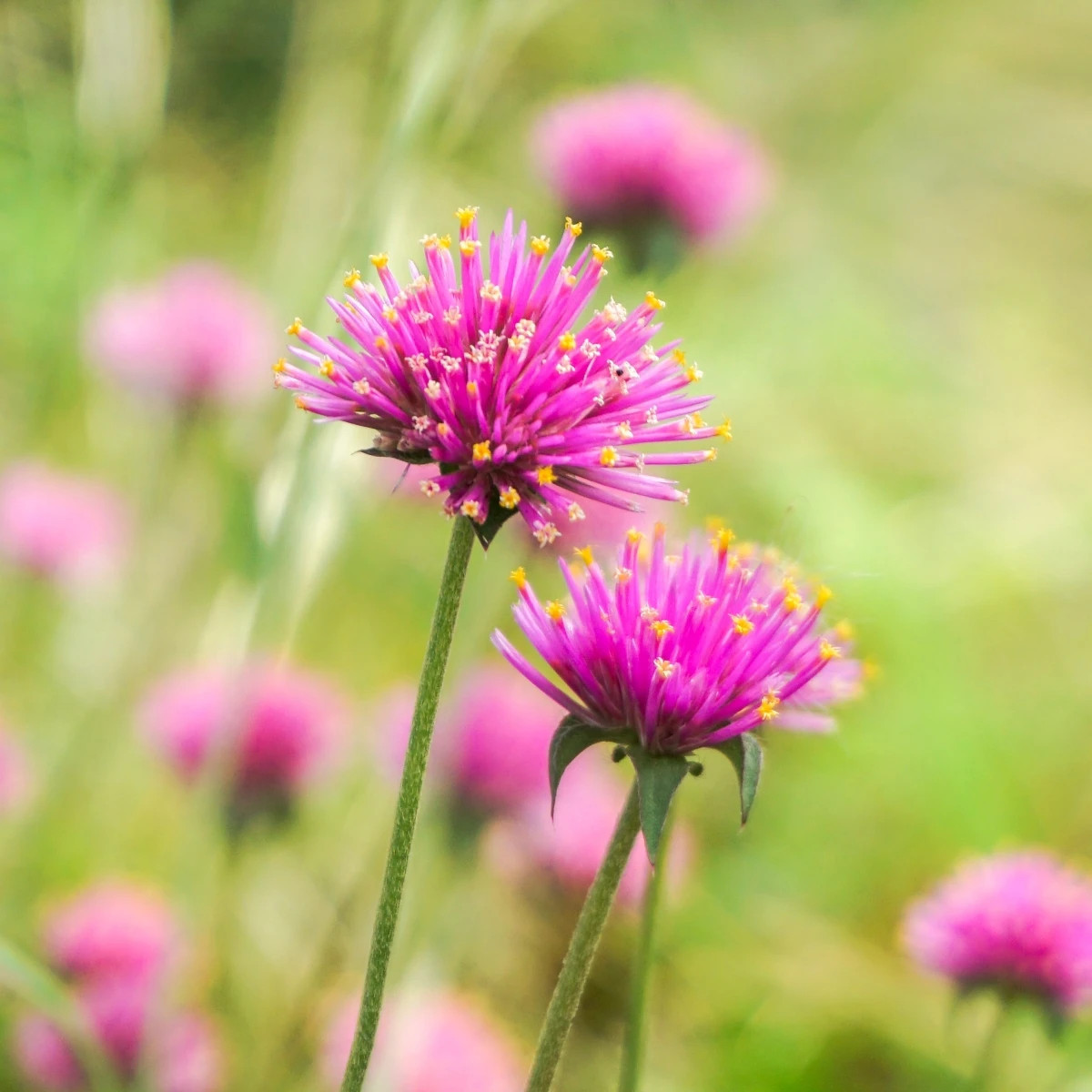 Gomfréna Fireworks - Gomphrena pulchella - semená - 20 ks