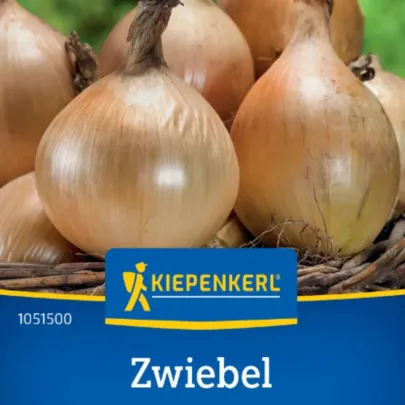 Cibuľa Exhibition - Allium cepa - semená - 100 ks