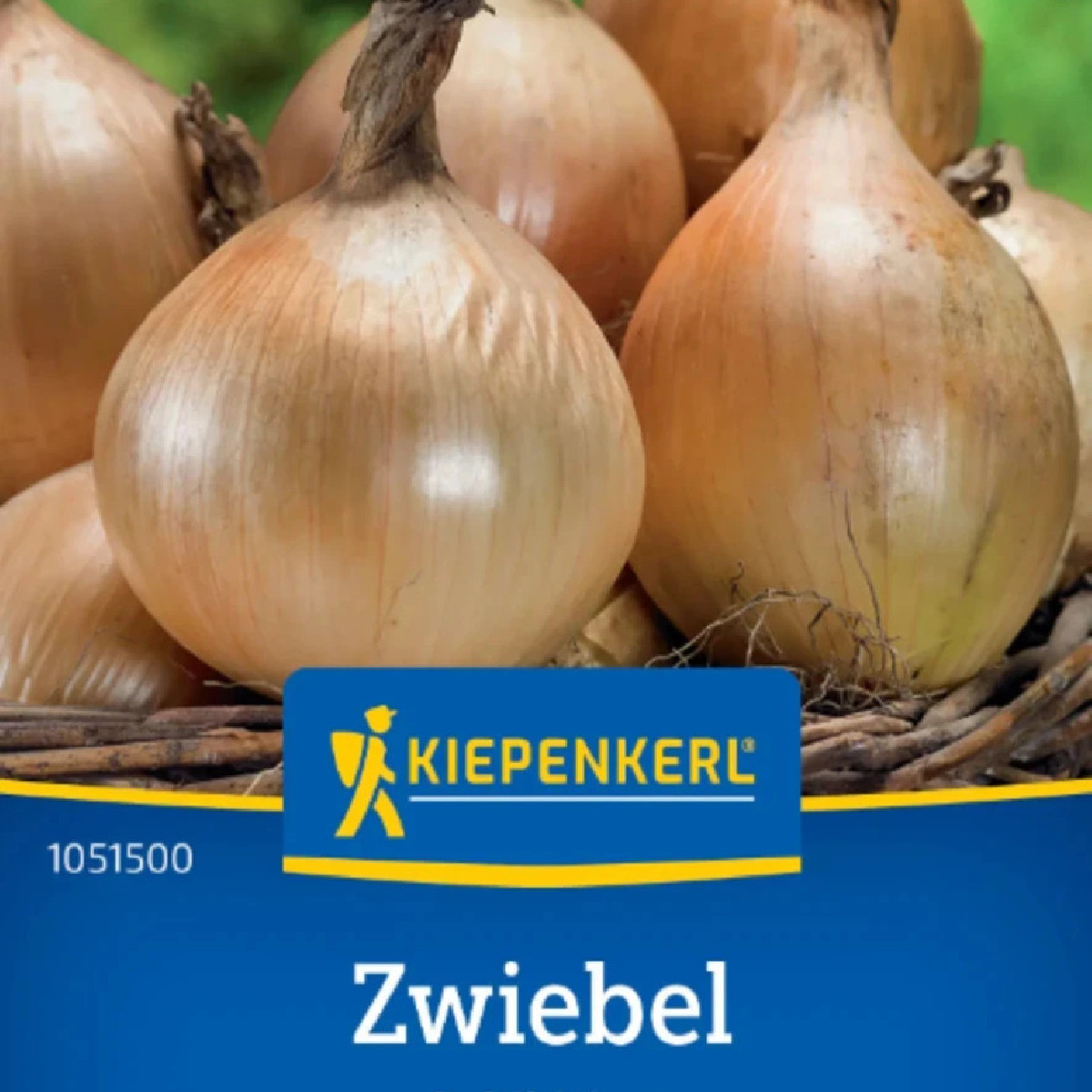 Cibuľa Exhibition - Allium cepa - semená - 100 ks