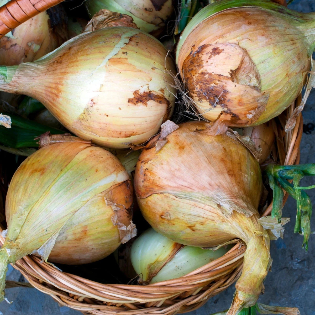 Cibuľa Exhibition - Allium cepa - semená - 100 ks