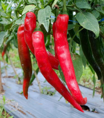Paprika Thor F1 - Capsicum annuum - semená - 7 ks