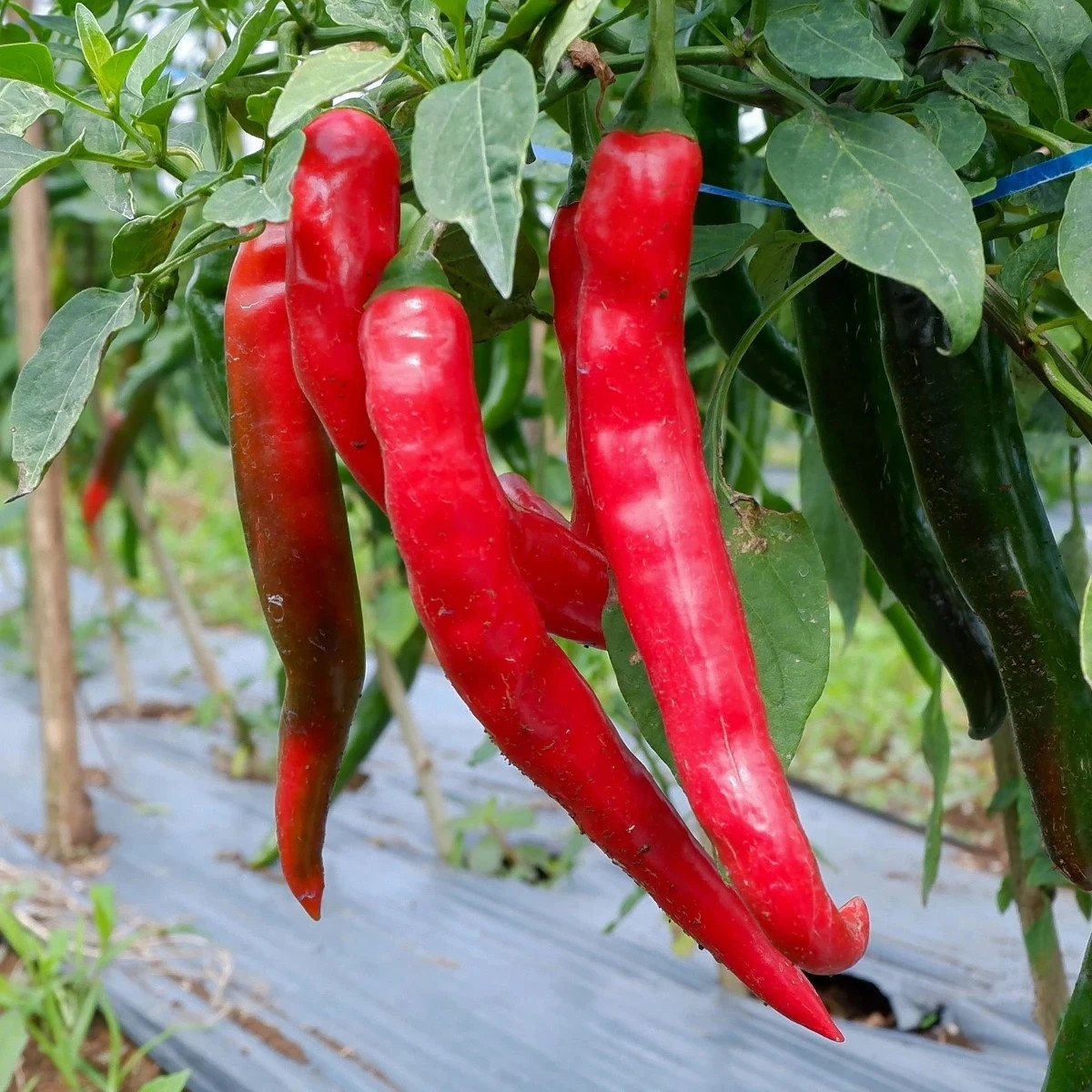 Paprika Thor F1 - Capsicum annuum - semená - 7 ks