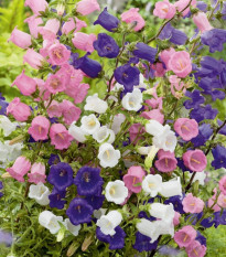 Zvonček prostredný jednoduchý - mix farieb - Campanula medium - semená - 200 ks