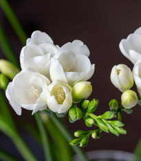 Frézia biela - Freesia - cibuľoviny - 3 ks