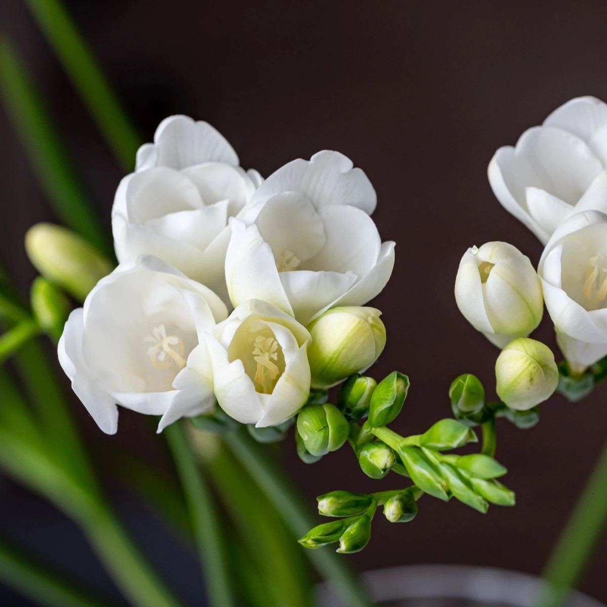 Frézia biela - Freesia - cibuľoviny - 3 ks