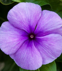 Katarant Vitesse Blue F1 - Catharanthus r. - semená - 30 ks