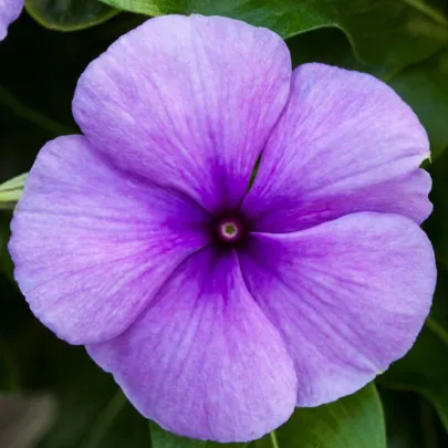 Katarant Vitesse Blue F1 - Catharanthus r. - semená - 30 ks