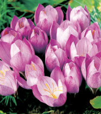 Krókus Zonatus - Crocus - cibuľoviny - 3 ks