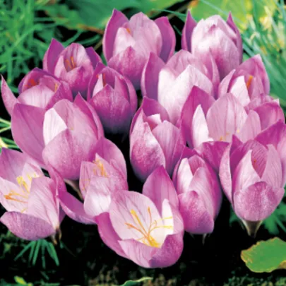 Krókus Zonatus - Crocus - cibuľoviny - 3 ks