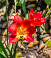 Frézia červená - Freesia - cibuľoviny - 3 ks