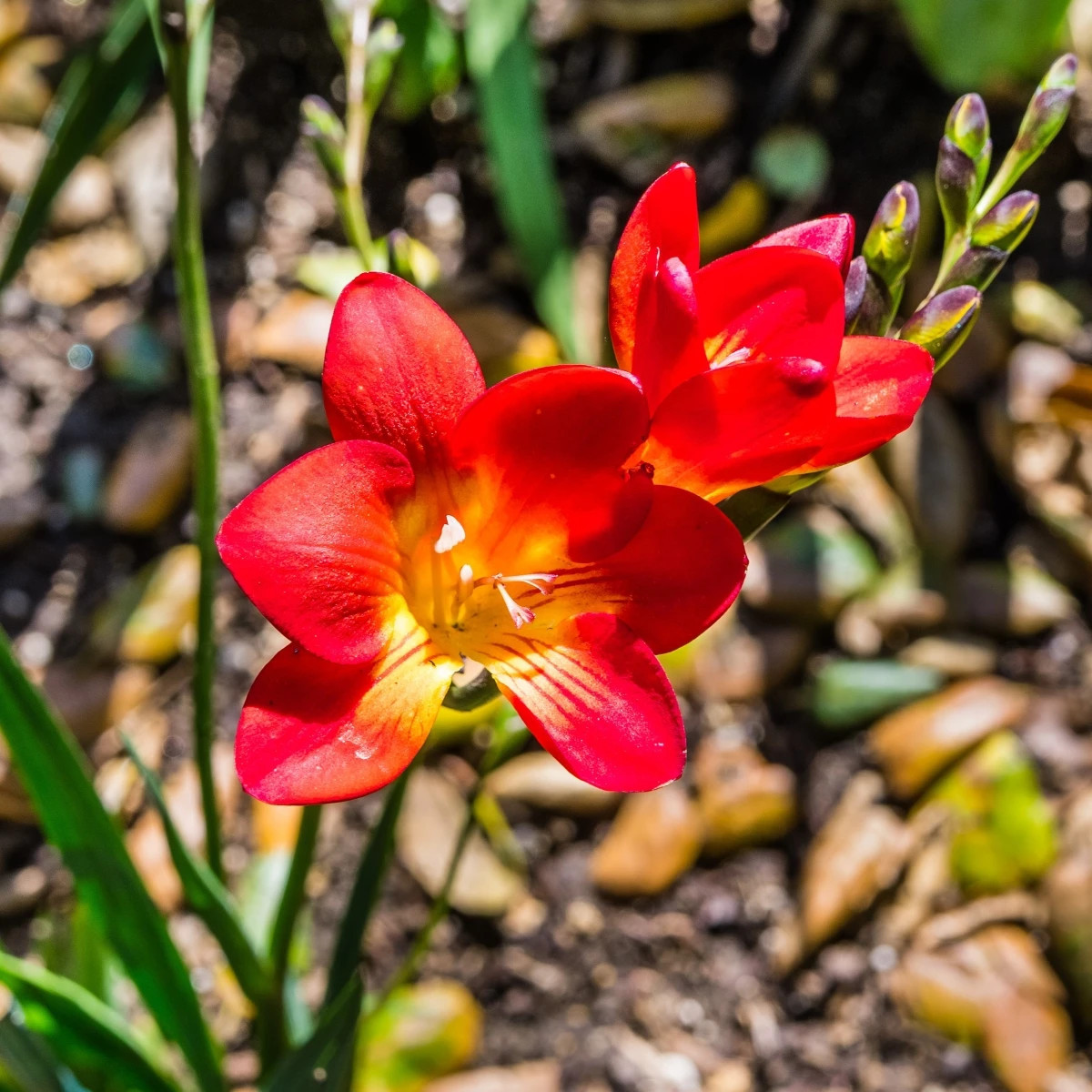 Frézia červená - Freesia - cibuľoviny - 3 ks
