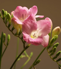 Frézia ružová - Freesia - cibuľoviny - 3 ks