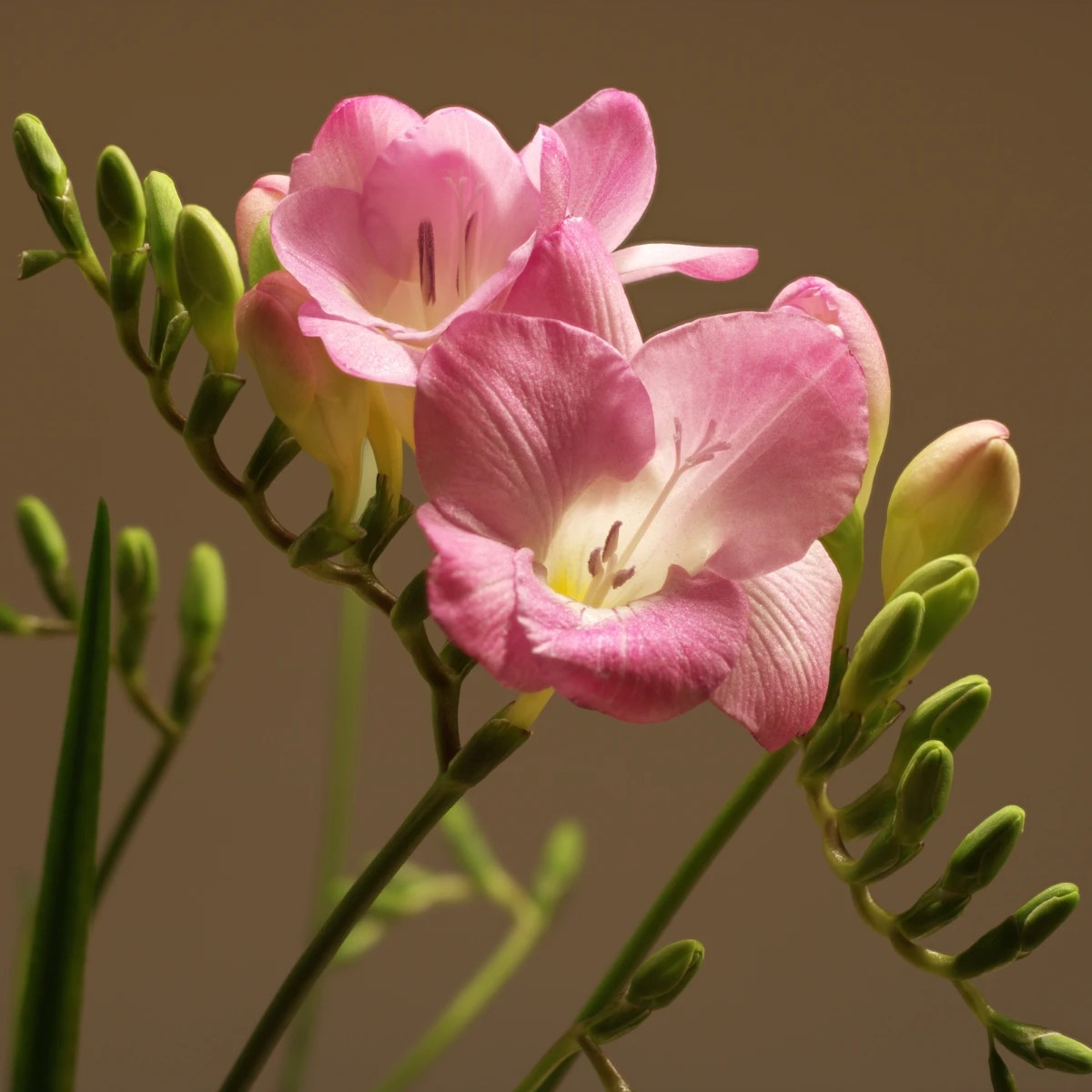 Frézia ružová - Freesia - cibuľoviny - 3 ks