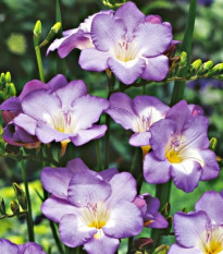 Frézia modrá - Freesia - cibuľoviny - 3 ks