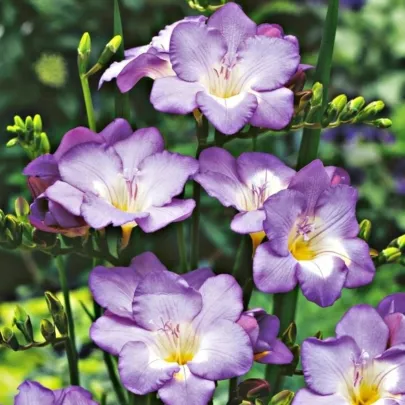 Frézia modrá - Freesia - cibuľoviny - 3 ks