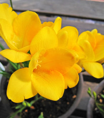 Frézia žltá – Freesia – hľuzy frézie