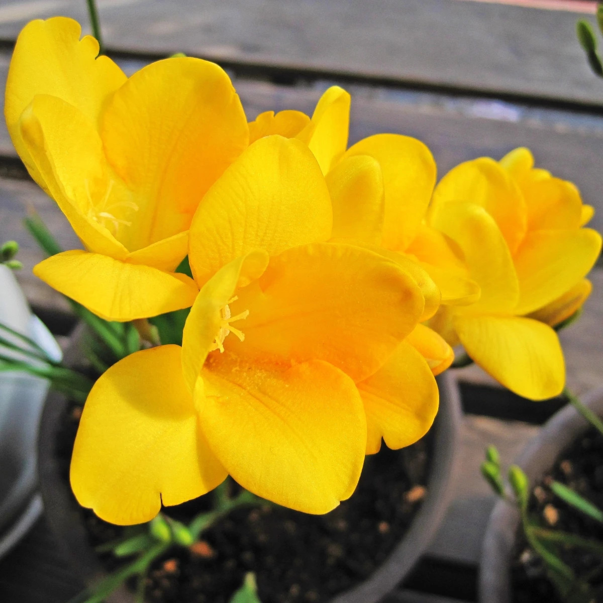 Frézia žltá – Freesia – hľuzy frézie