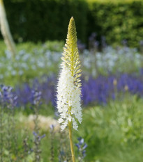 Fakľa White Beauty Favourite - Eremurus - cibuľoviny - 1 ks