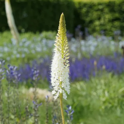 Fakľa White Beauty Favourite - Eremurus - cibuľoviny - 1 ks