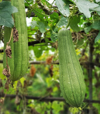 BIO Lufa valcovitá - Luffa cylindrica - bio semená - 8 ks