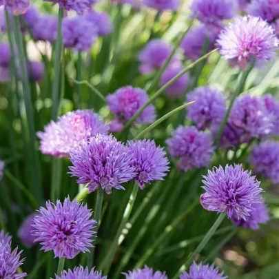 Semená Pažítky Staro – výsevný disk – ľahké pestovanie