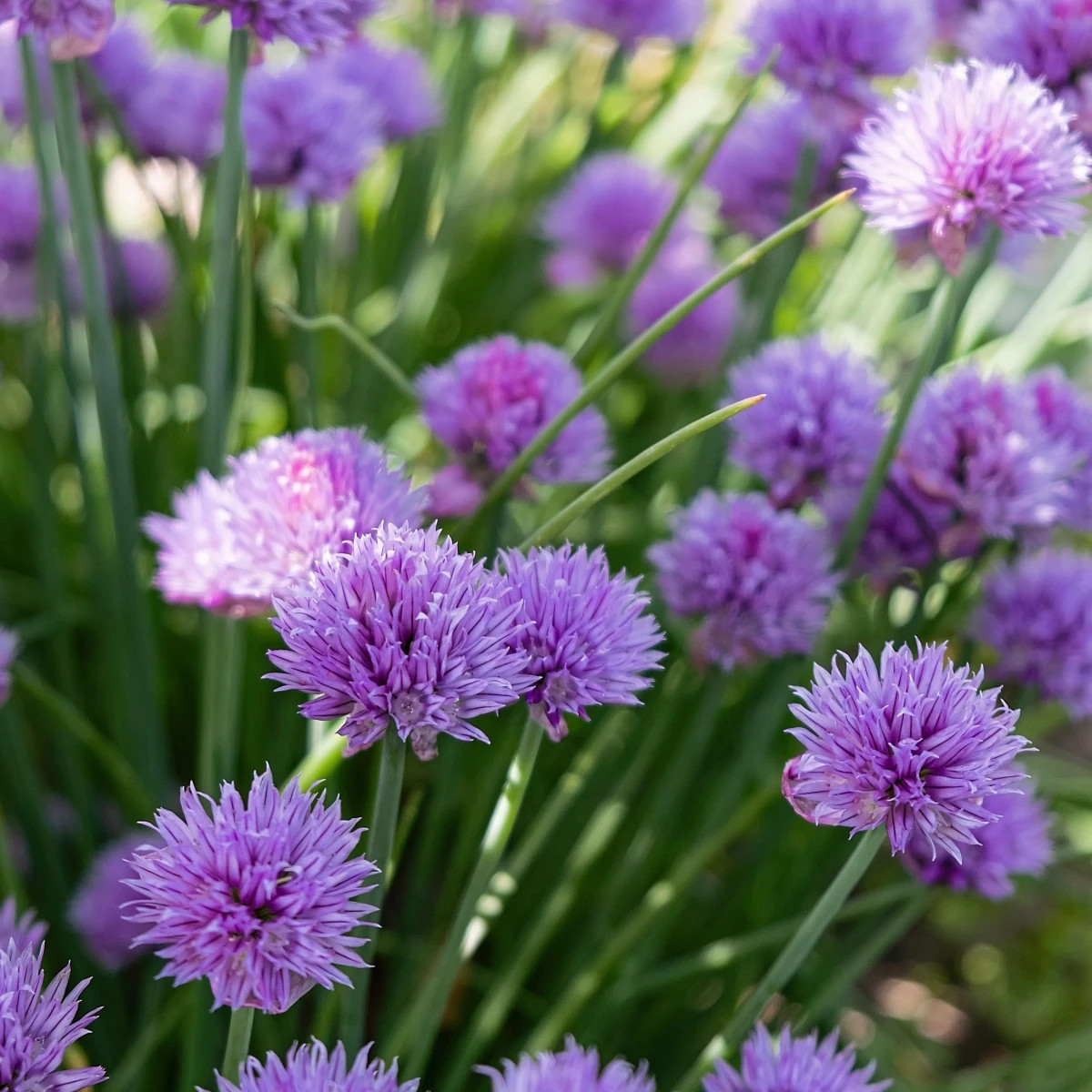 Semená Pažítky Staro – výsevný disk – ľahké pestovanie