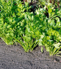 Zeler stopkový Merlin - Apium graveolens var. - semená - 300 ks