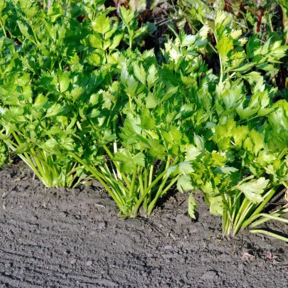 Zeler stopkový Merlin - Apium graveolens var. - semená - 300 ks