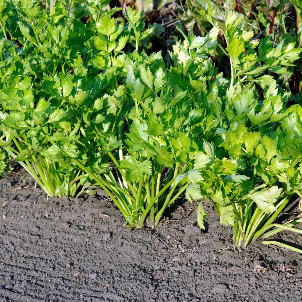 Zeler stopkový Merlin - Apium graveolens var. - semená - 300 ks