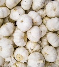 Sadbový cesnak Messidrome biely - Allium sativum - nepaličiak - cibule cesnaku - 1 balenie