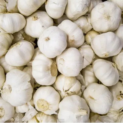 Sadbový cesnak Messidrome biely - Allium sativum - nepaličiak - cibule cesnaku - 1 balenie