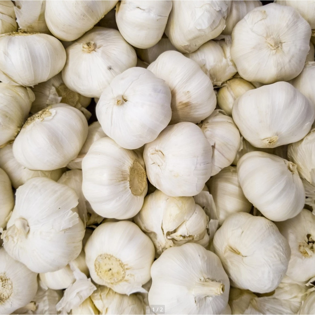 Sadbový cesnak Messidrome biely - Allium sativum - nepaličiak - cibule cesnaku - 1 balenie