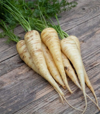 BIO Mrkva biela Küttiger - Daucus carota - bio semená - 200 ks